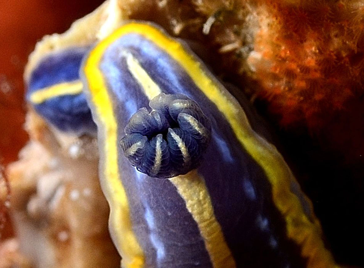 Hypselodoris tricolor